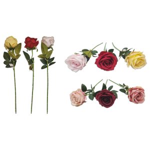 Rosa abierta