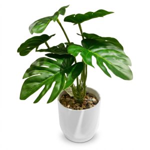 Planta decorativa en maceta