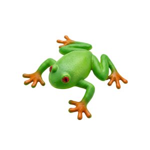 Amansa loco rana en cartón